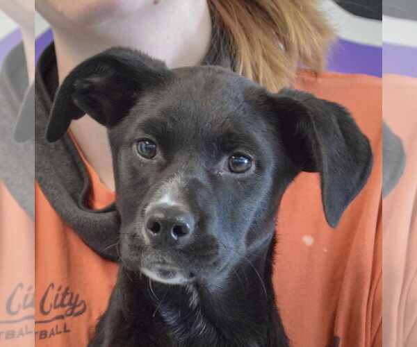 Medium Photo #6 German Shepherd Dog-Unknown Mix Puppy For Sale in Huntley, IL, USA