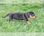 Small Photo #15 Dachshund Puppy For Sale in BLOOMINGTON, IN, USA