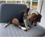 Small #3 Beagle