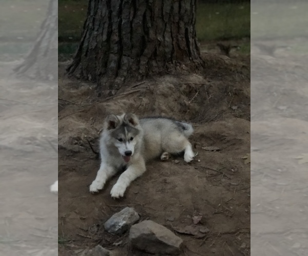 Medium Photo #3 Wolf Hybrid Puppy For Sale in FILLMORE, LA, USA