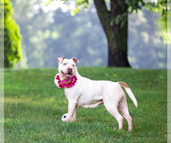 Medium Photo #8 Mutt Puppy For Sale in Unionville, PA, USA