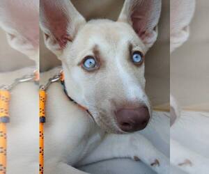 Alaskan Husky-American Pit Bull Terrier Mix Puppy for sale in LOS ANGELES, CA, USA