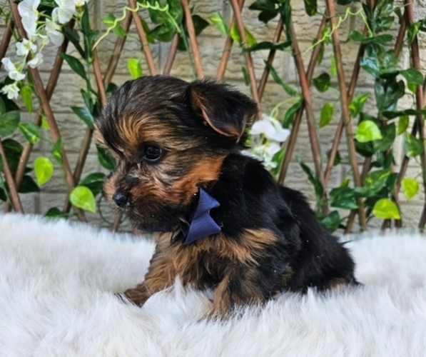 Medium Photo #3 Yorkshire Terrier Puppy For Sale in INDIANAPOLIS, IN, USA
