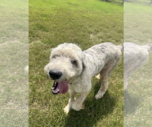 Shelby Virginia Jul 26 - Female Poodle (Standard) Dog for Adoption - Photo #2