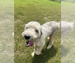 Small Photo #2 Poodle (Standard) Puppy For Sale in Pacolet, SC, USA