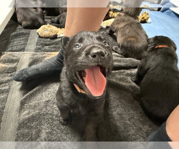 Medium Photo #4 Mutt Puppy For Sale in Imlay City, MI, USA