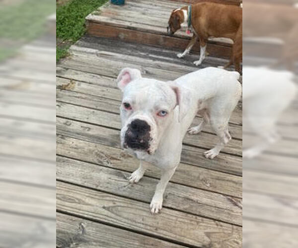 Medium Photo #3 Boxer Puppy For Sale in Austin, TX, USA