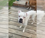 Small #2 Boxer