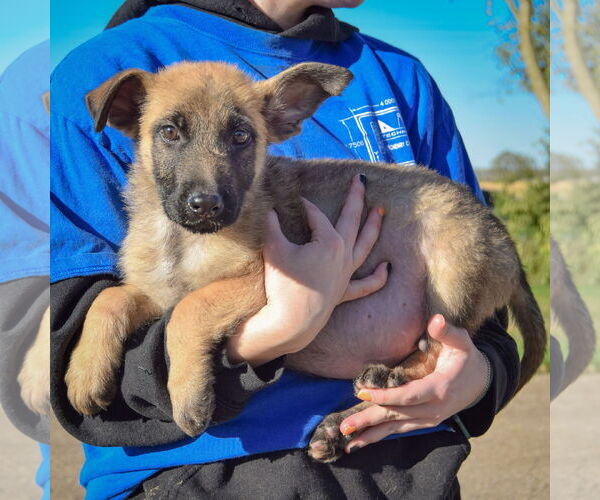 Medium Photo #2 German Shepherd Dog-Unknown Mix Puppy For Sale in Huntley, IL, USA
