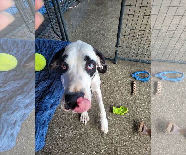 Medium Photo #3 Great Dane Puppy For Sale in Palm Beach, FL, USA