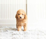 Small #4 Poodle (Toy)