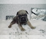 Small Photo #13 French Bulldog Puppy For Sale in HAYWARD, CA, USA