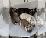Small #4 French Bulldog