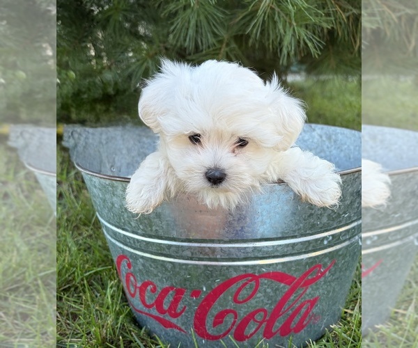Medium Photo #4 Maltese Puppy For Sale in MIDDLEBURY, IN, USA