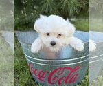 Small #3 Maltese