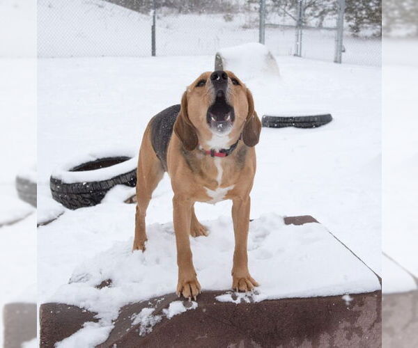 Medium Photo #5 Beagle-Unknown Mix Puppy For Sale in Webster, WI, USA