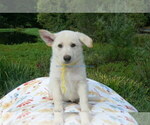 Small #4 German Shepherd Dog