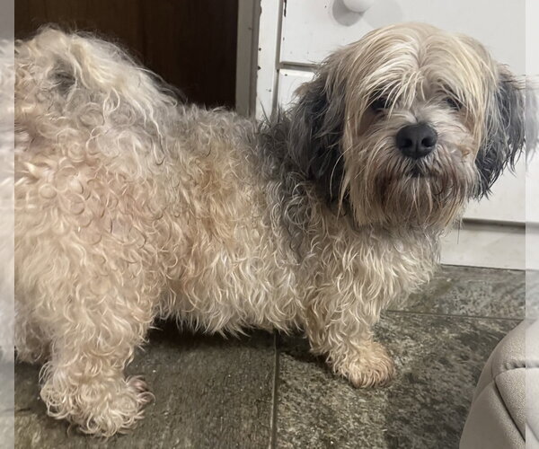 Medium Photo #4 Lhasa Apso Puppy For Sale in Pottstown, PA, USA