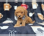 Lance - Male Cavapoo (Miniature) Puppy for Sale - Photo #5