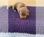 Small Photo #20 American Bully Puppy For Sale in BATON ROUGE, LA, USA