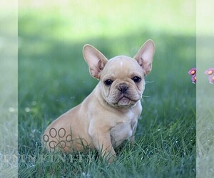French Bulldog Puppy for sale in RONKS, PA, USA