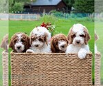 Small #2 Goldendoodle (Miniature)