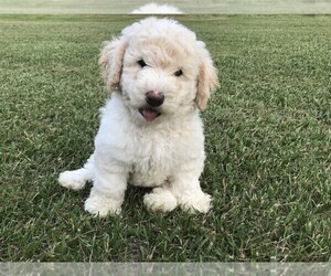 Poodle (Standard) Puppy for sale in WALHONDING, OH, USA