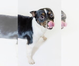 Jack Chi Dogs for adoption in York, SC, USA
