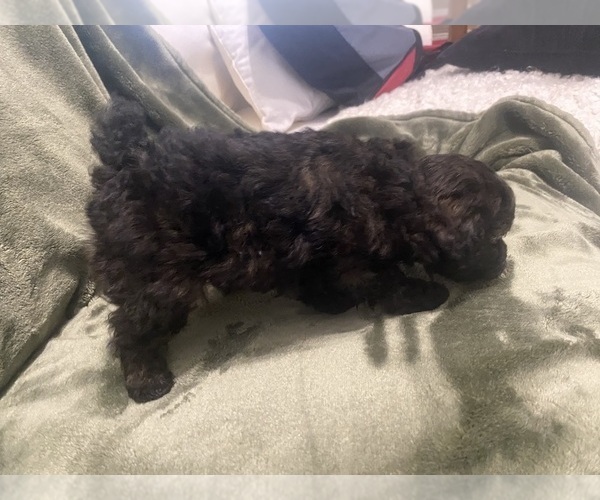 Medium Photo #2 Poodle (Toy) Puppy For Sale in EUDORA, KS, USA