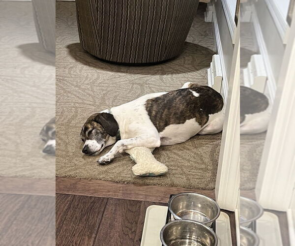 Medium Photo #4 Beagle-Unknown Mix Puppy For Sale in Springdale, PA, USA