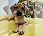 Small #3 Pug