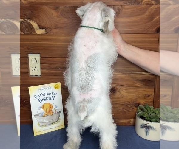 Medium Photo #8 Schnauzer (Miniature) Puppy For Sale in BIG CABIN, OK, USA