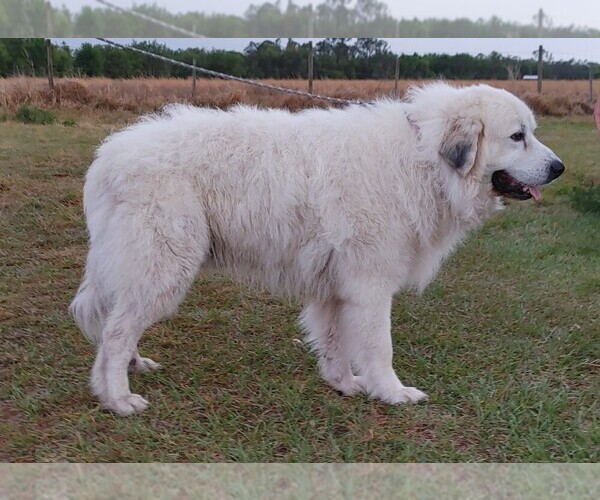 Medium Photo #1 Great Pyrenees Puppy For Sale in MYAKKA CITY, FL, USA