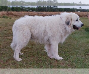 Father of the Great Pyrenees puppies born on 01/27/2025