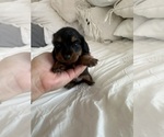Small #4 Dachshund