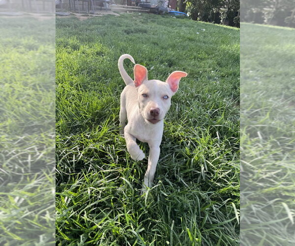 Medium Photo #3 Siberian Husky-Unknown Mix Puppy For Sale in Springdale, PA, USA