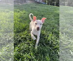 Small #2 Siberian Husky Mix