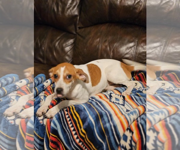 Medium Photo #4 Raggle Puppy For Sale in Wakefield, RI, USA