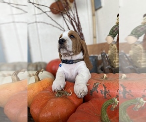 Basset Hound Puppy for sale in ORLAND, CA, USA