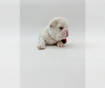 Small Photo #17 French Bulldog Puppy For Sale in PEARLAND, TX, USA