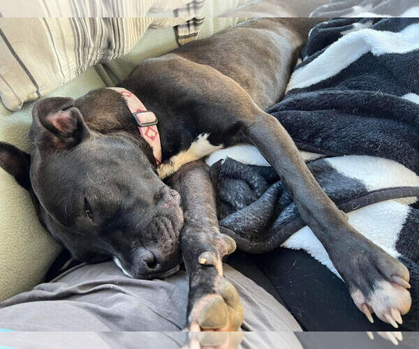 Medium Photo #29 American Pit Bull Terrier-Unknown Mix Puppy For Sale in Germantown, OH, USA