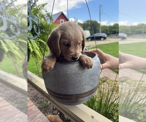 Goldendoodle-Poodle (Miniature) Mix Puppy for Sale in CAMBRIDGE, Minnesota USA
