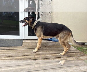 Bandido 3174 - Male German Shepherd Dog Dog for Adoption - Photo #2
