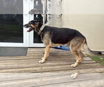 Small #1 German Shepherd Dog