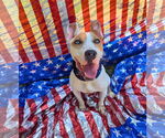 Small #10 Parson Russell Terrier Mix
