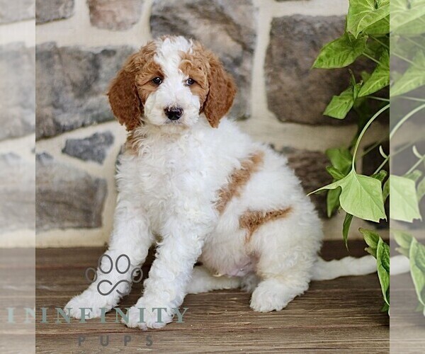 Medium Photo #3 Goldendoodle Puppy For Sale in RONKS, PA, USA