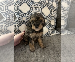 Poodle (Toy) Puppy for sale in HIALEAH, FL, USA