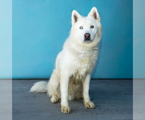 Medium Photo #3 Alaskan Malamute Puppy For Sale in Pasadena, CA, USA