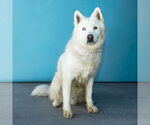Small #2 Alaskan Malamute