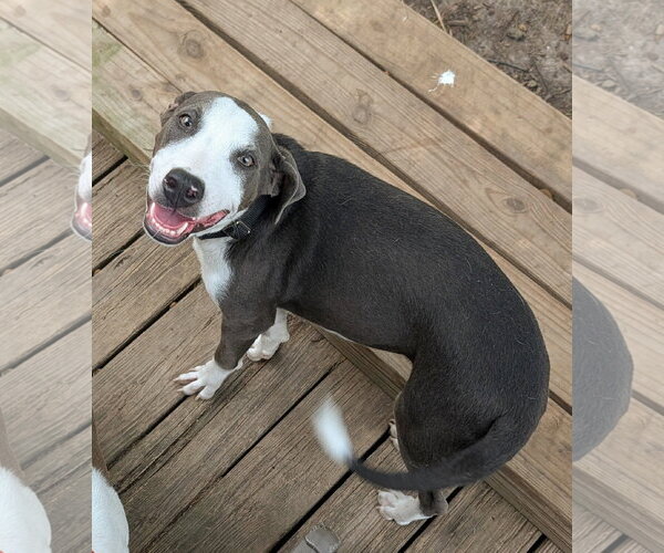 Medium Photo #10 Doberman Pinscher-Unknown Mix Puppy For Sale in Virginia Beach, VA, USA